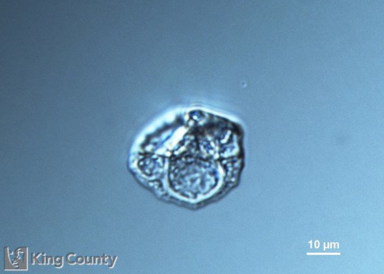 Photo of Ebria tripartita
